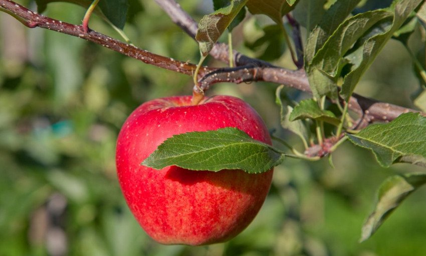Яблуня сорту Легенда Яблуня сорту Легенда