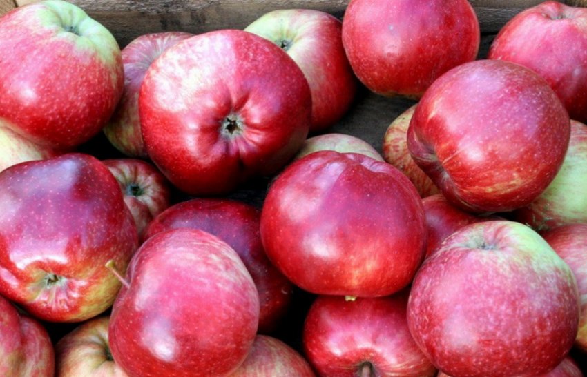 Яблуня сорту Легенда Яблуня сорту Легенда