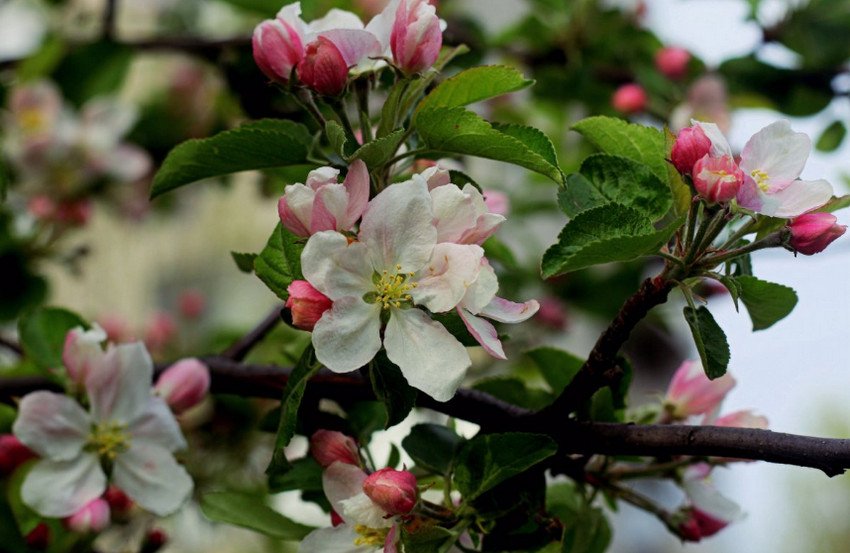 Цвітіння яблуні Цвітіння яблуні