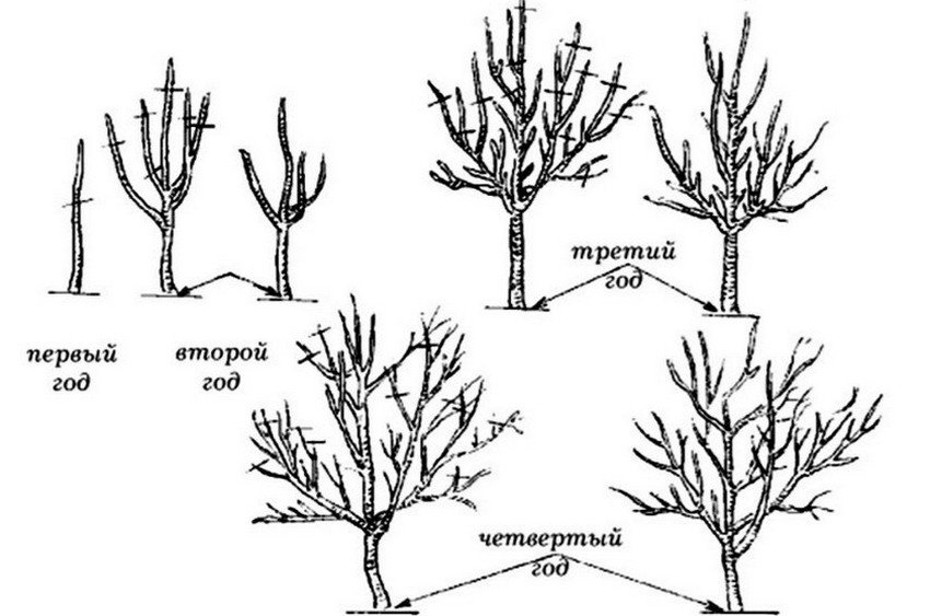 Обрізка Обрізка