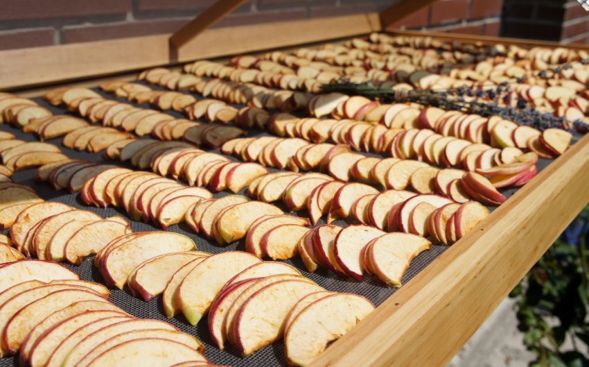 Сушіння яблук на сонці Сушіння яблук на сонці