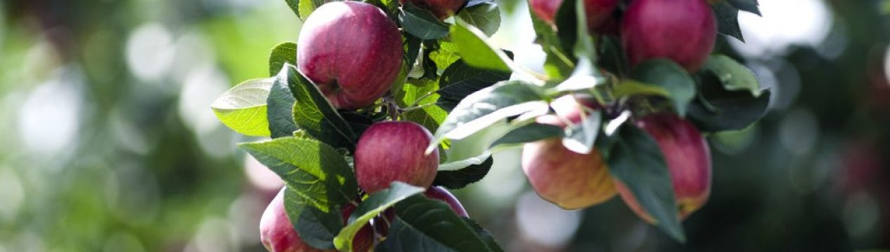 Особливості посадки і догляду за яблунею Антей
