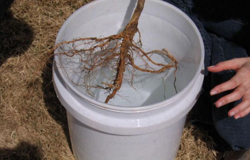 Замочування саджанців перед посадкою