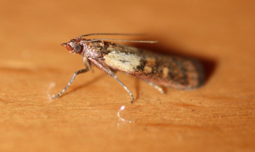 Харчова моль Харчова моль