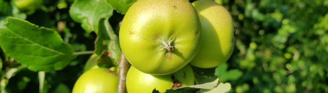 Опис, вирощування і догляд за яблунею Слов'янка