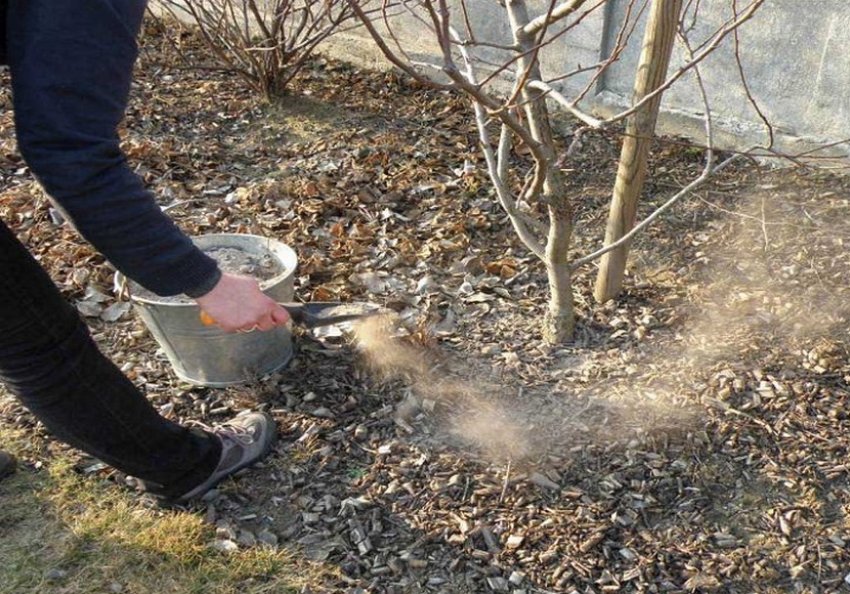 Підживлення яблуні деревною золою