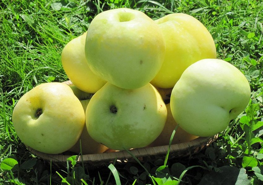 Яблоки Славянка