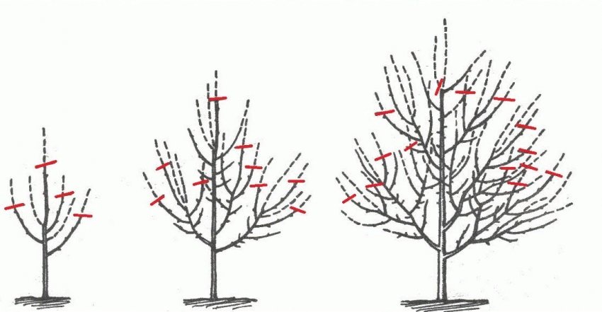Формувальна обрізка Формувальна обрізка