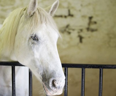 Як вибрати ім'я для коня: красиві клички для жеребців і кобил
