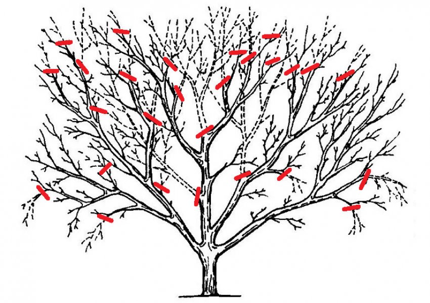 Санітарна обрізка Санітарна обрізка