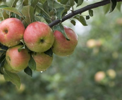 Особливості посадки і догляду за яблунею Насолода