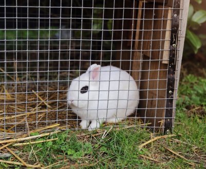 Яка сітка потрібна для кліток кроликів: розміри, спорудження клітки із сітки