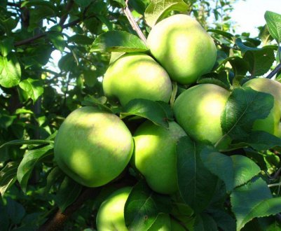 Особливості яблуні Березневе