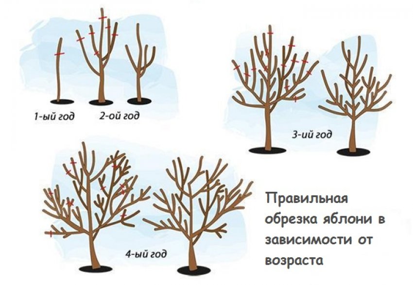 Обрізка яблуні Обрізка яблуні