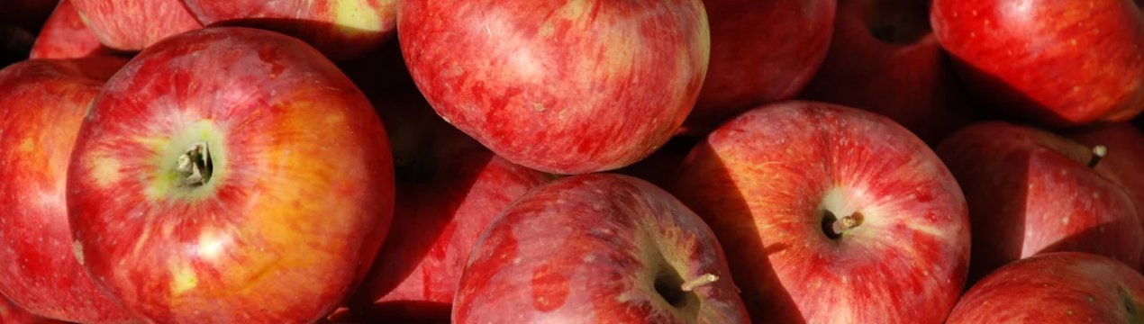 Особливості посадки і догляду за яблунею сорти Апорт