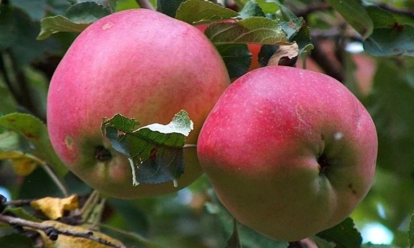 Яблуня Апорт Алматинсий Яблуня Апорт Алматинсий