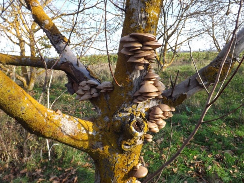 Гриб-трутовик на стовбурі яблуні Гриб-трутовик на стовбурі яблуні