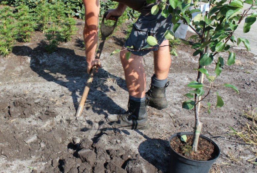 Місце для посадки яблуні
