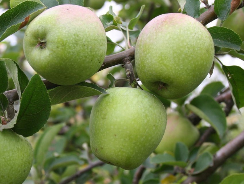 Урожайность яблонь сорта Розмарин
