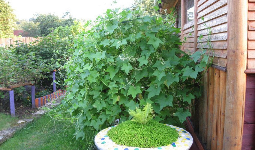 Скажений огірок