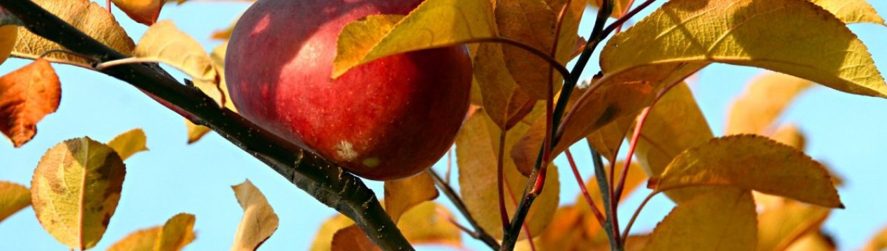 Особливості осіннього догляду за яблунями