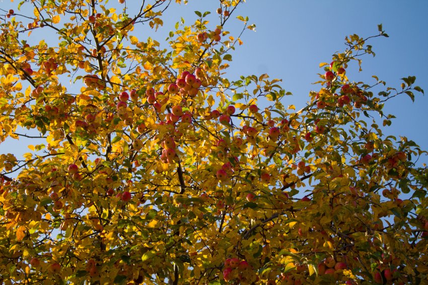 Осенью с яблони собрали яблоки желтые зеленые. Плодовые деревья осенью. Осенняя яблоня. Осенний сад. Яблоневый сад осень.