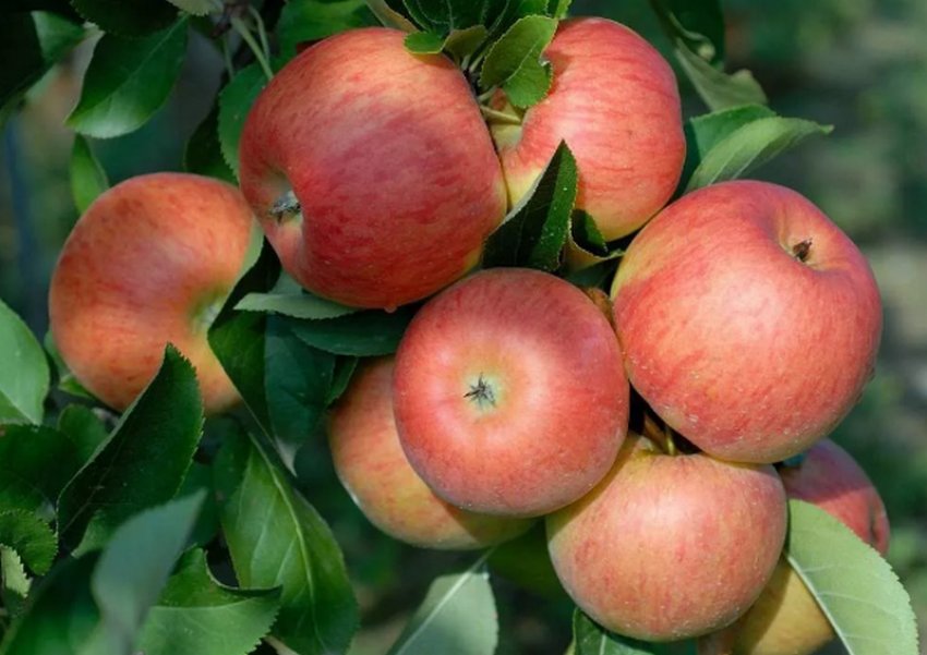 Преимущества яблони сорта Топаз