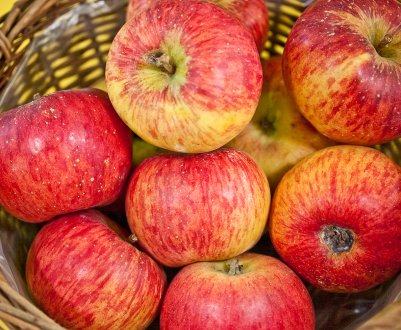 Особливості посадки і догляду за яблунею сорти Топаз