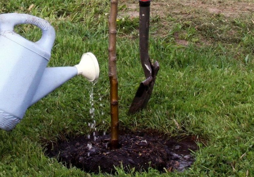 Полив яблуні Полив яблуні