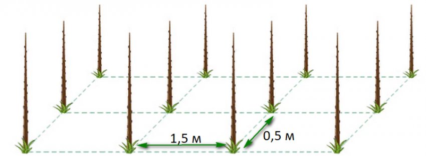 Відстань між колоновидными яблунями Відстань між колоновидными яблунями