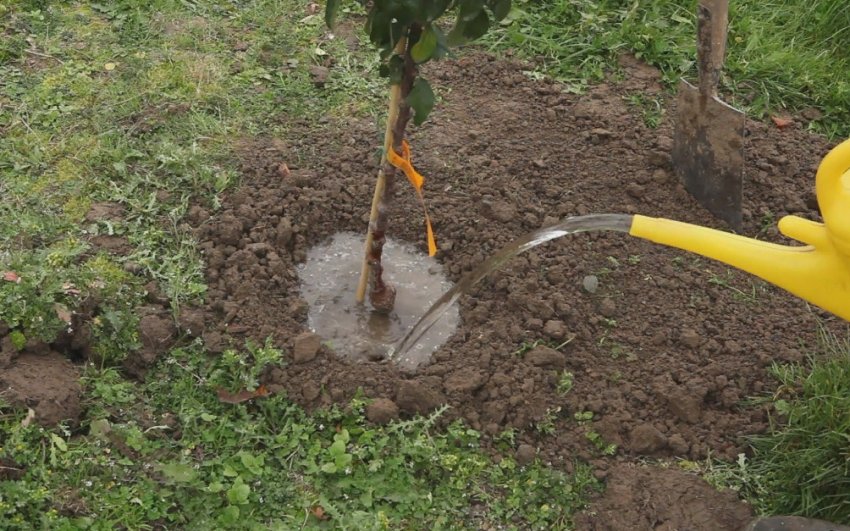 Полив яблуні Полив яблуні