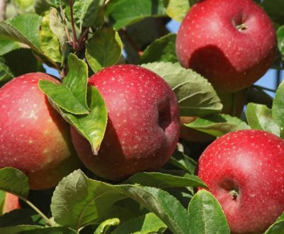 Особливості вирощування та догляду за колоновидної яблунею сорти Останкіно