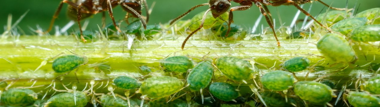 Ефективні методи боротьби з попелиць на яблунях