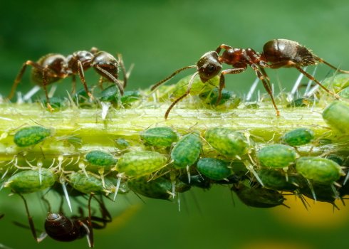 Эффективные методы борьбы с тлёй на яблонях