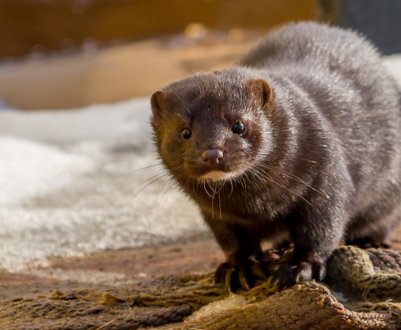 Трупний запах, токсичний гній і погана вода: селяни Київської області бунтують проти звіроферми
