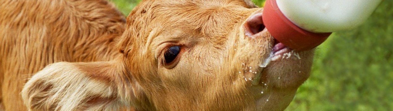 Унікальна лінія відгодівлі телят з'явилася в Тернопільській області