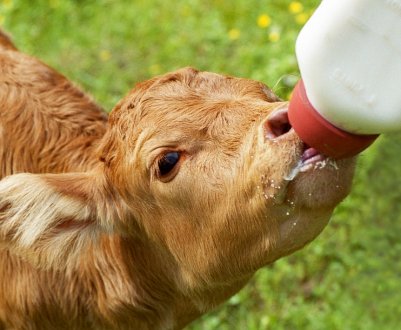 Унікальна лінія відгодівлі телят з'явилася в Тернопільській області