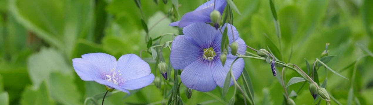 В Житомирській області буде побудований льонозавод