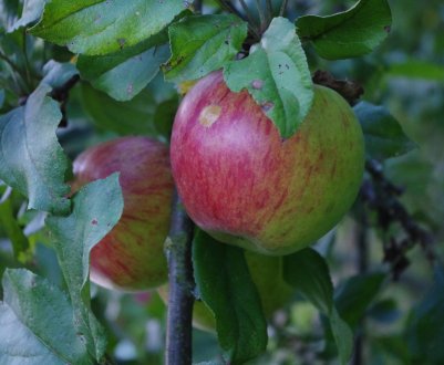 Сорт яблуні Камео: характеристика та особливості вирощування