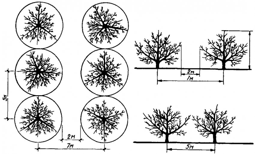 Схема расстояния между деревьями