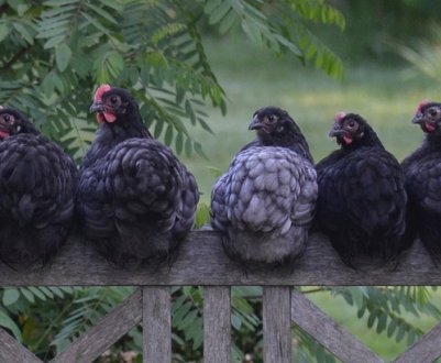 Ще три роки тому Україна просила ЄС переглянути "курячі" квоти