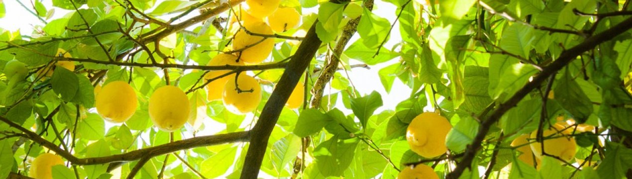 Банани і цитрусові вирощують у Кіровоградській області