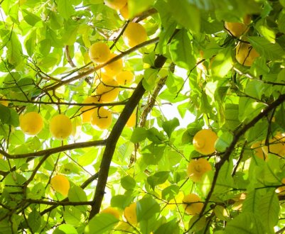 Банани і цитрусові вирощують у Кіровоградській області