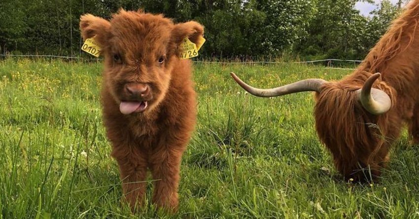 Унікальна лінія відгодівлі телят з'явилася в Тернопільській області Унікальна лінія відгодівлі телят з'явилася в Тернопільській області