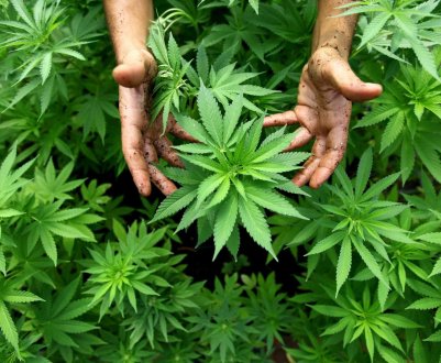 Міністерство сільського господарства США починає процес регулювання виробництва конопель