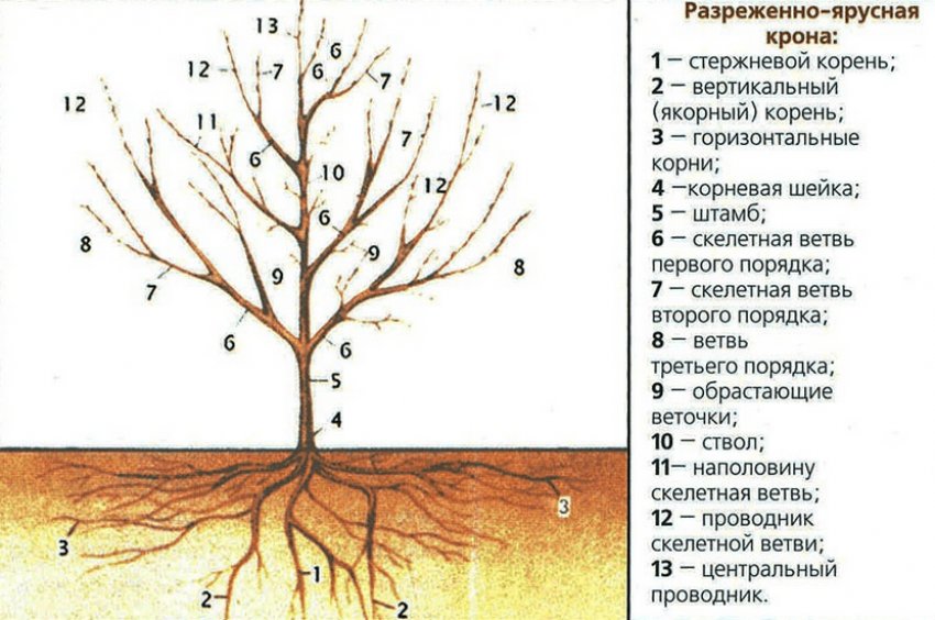 Формування розріджено-ярусної крони Формування розріджено-ярусної крони
