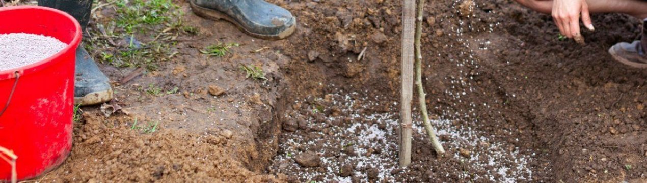 Особливості сезонної підживлення яблунь