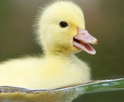 Чим годувати і як доглядати за малими каченятами в домашніх умовах