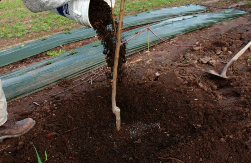Підживлення молодий яблуні Підживлення молодий яблуні