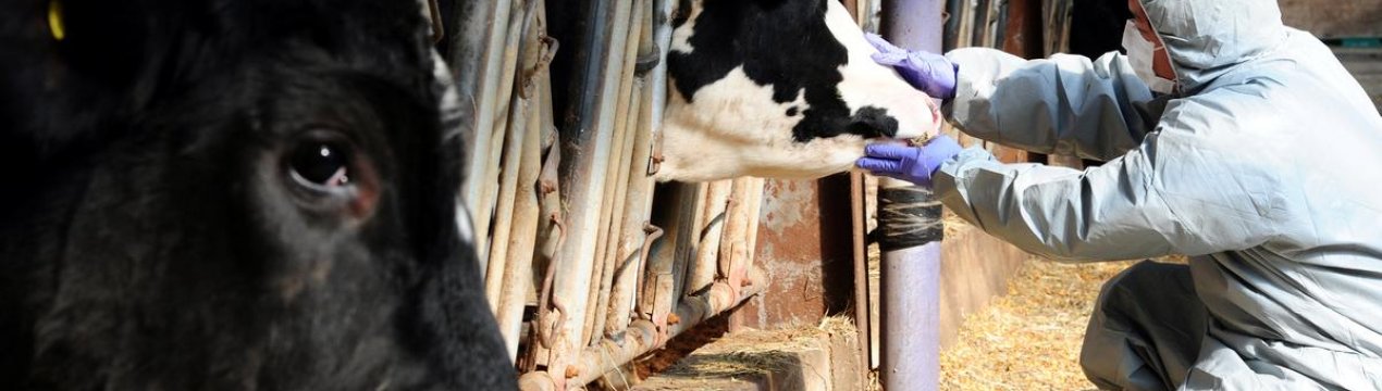 Ящур поширюється по всьому Корейському півострову